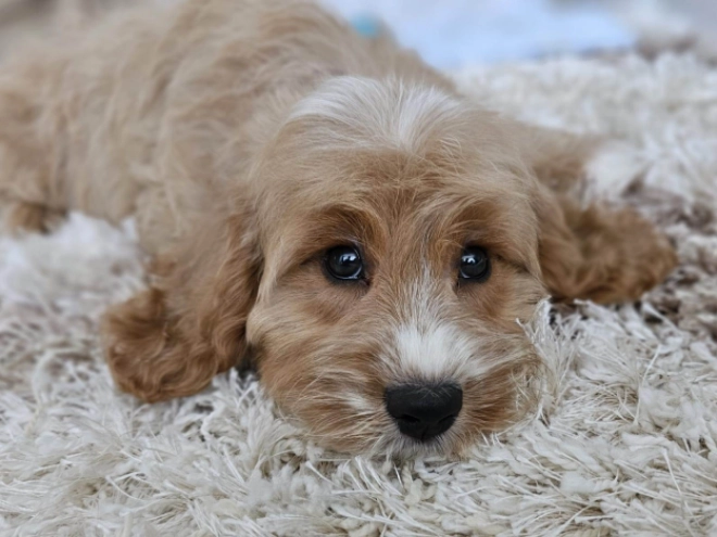 Cavapoo puppy for sale