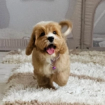 Patrick – F1b, golden and white Cavapoo Welpen kaufen