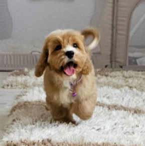 Cavapoo puppy for sale