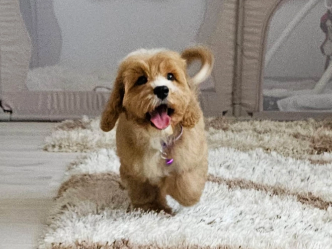 Cavapoo puppy for sale
