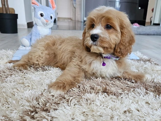 Cavapoo puppy for sale