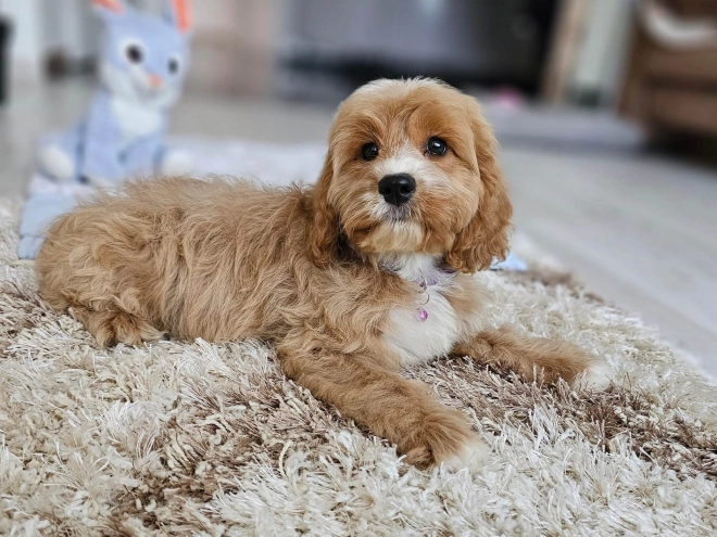 Cavapoo puppy for sale