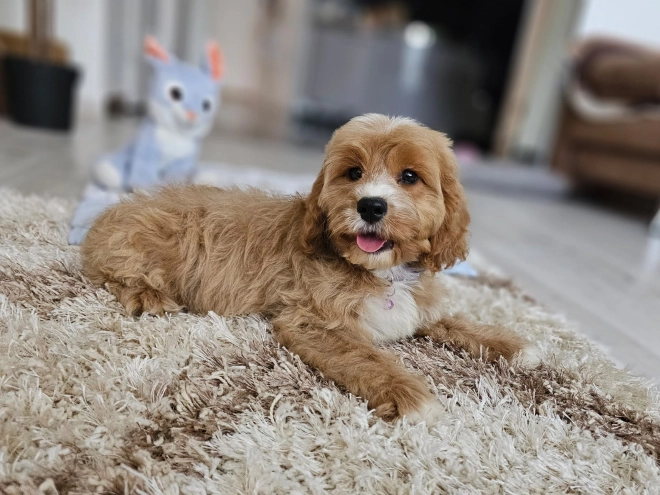 Cavapoo puppy for sale