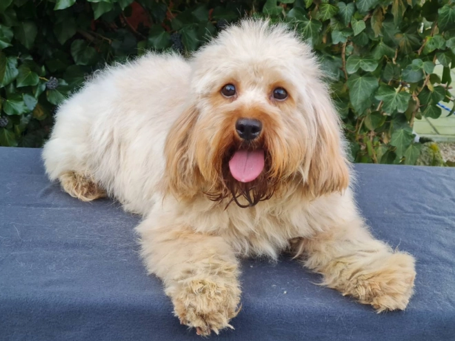 Cavapoo Welpe kaufen