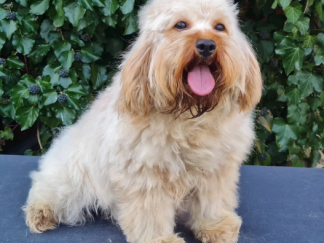 Cavapoo Welpe kaufen