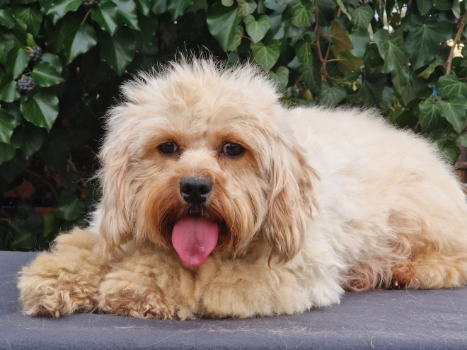 Cavapoo Welpe kaufen