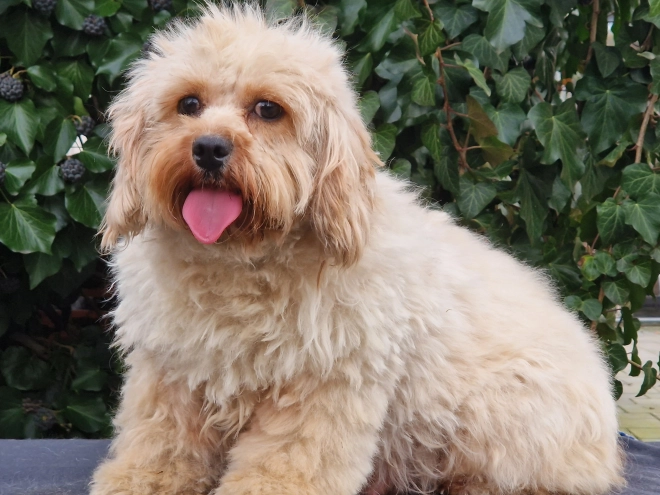 Cavapoo Welpe kaufen