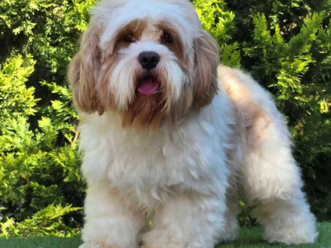 Cavapoo Welpe zu verkaufen