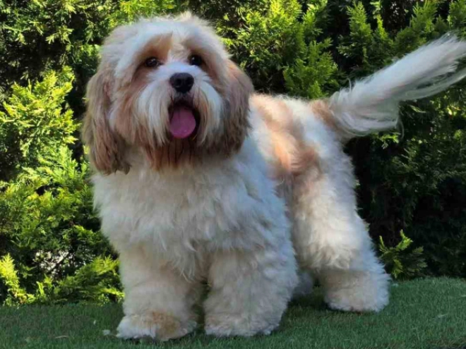 Cavapoo Welpe zu verkaufen