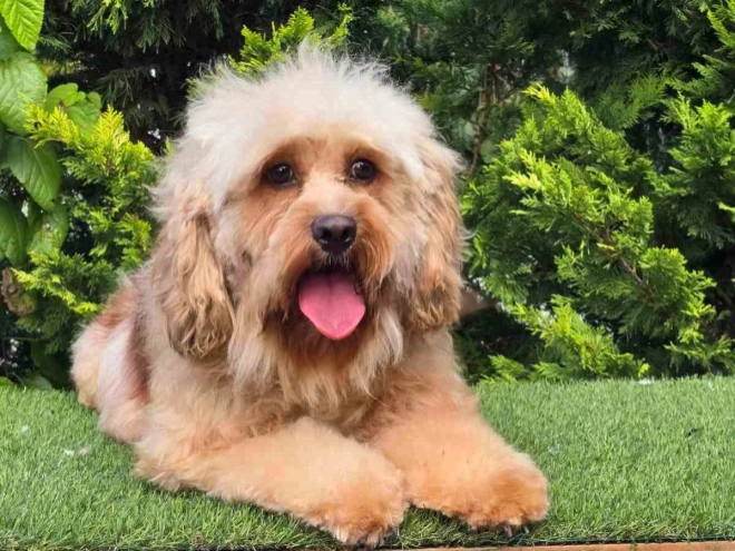Cavapoo Welpe kaufen