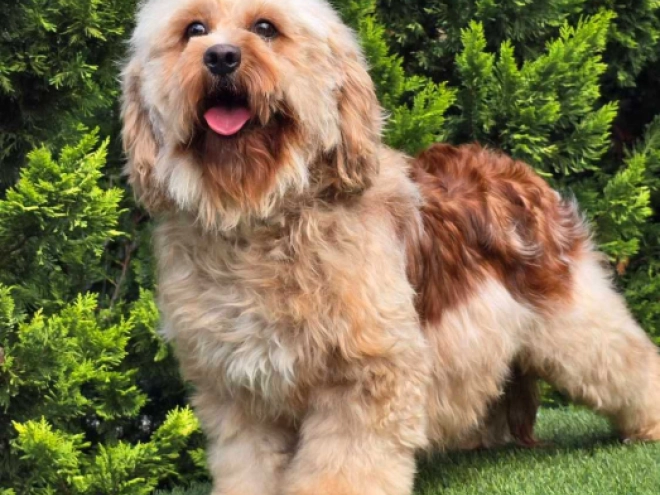 Cavapoo Welpe kaufen