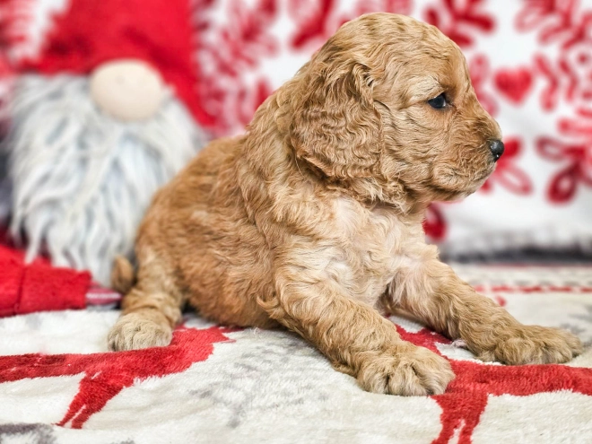 Perros Cavapoo en venta