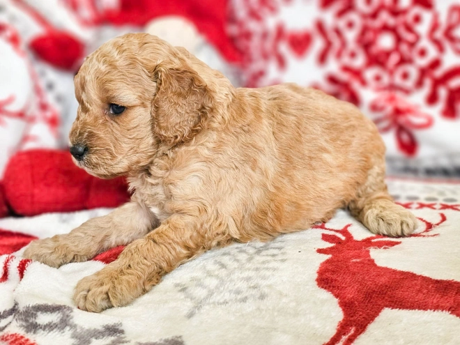 Perros Cavapoo en venta