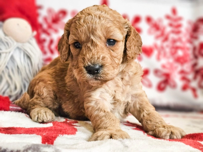 Perros Cavapoo en venta