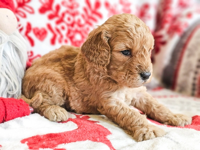 Perros Cavapoo en venta