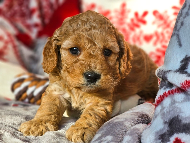 Perros Cavapoo en venta