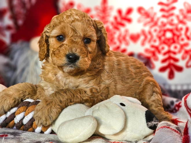 Perros Cavapoo en venta