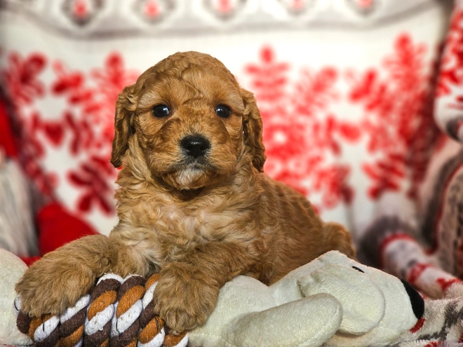 Perros Cavapoo en venta