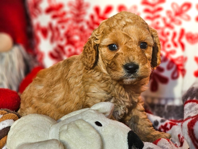 Perros Cavapoo en venta
