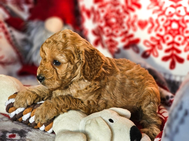 Perros Cavapoo en venta