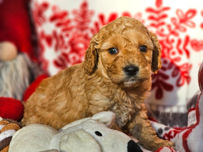 Perros Cavapoo en venta