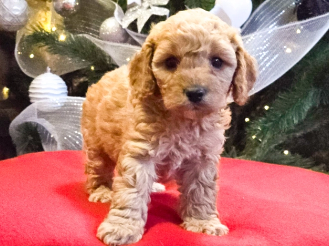 Perros Cavapoo en venta