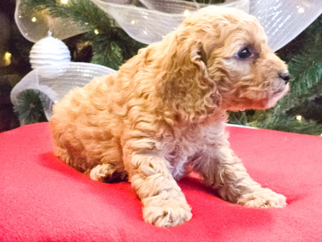 Perros Cavapoo en venta