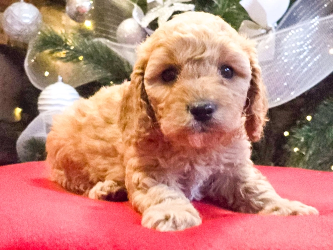 Perros Cavapoo en venta
