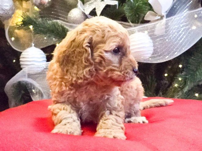 Perros Cavapoo en venta