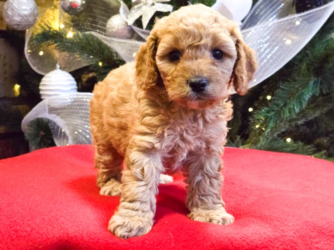 Perros Cavapoo en venta