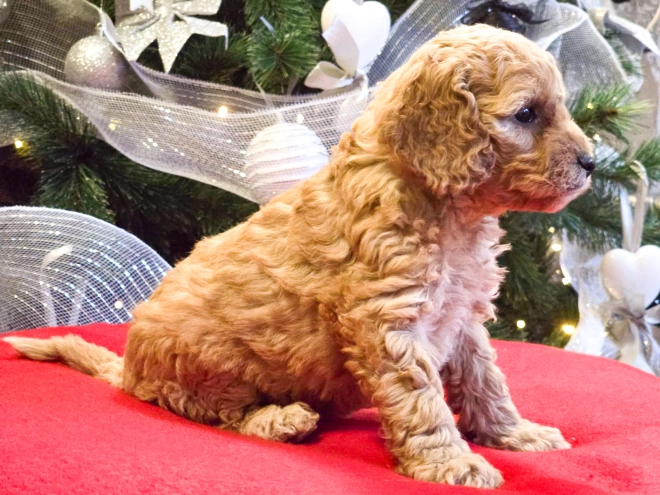 Perros Cavapoo en venta