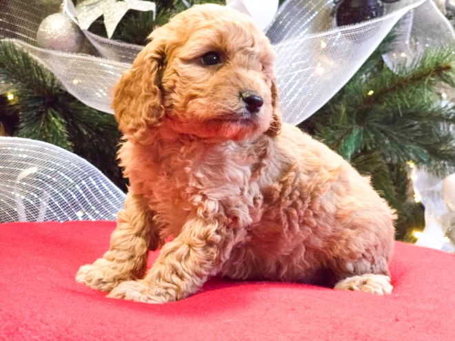 Perros Cavapoo en venta
