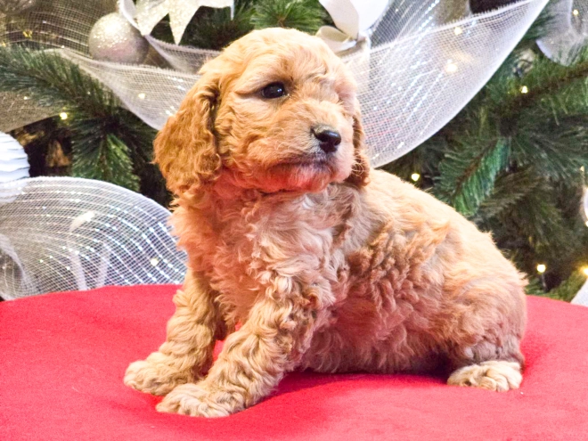 Perros Cavapoo en venta