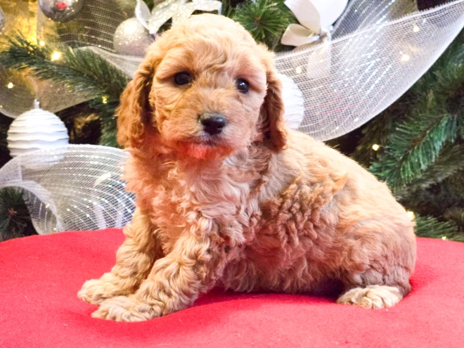 Perros Cavapoo en venta