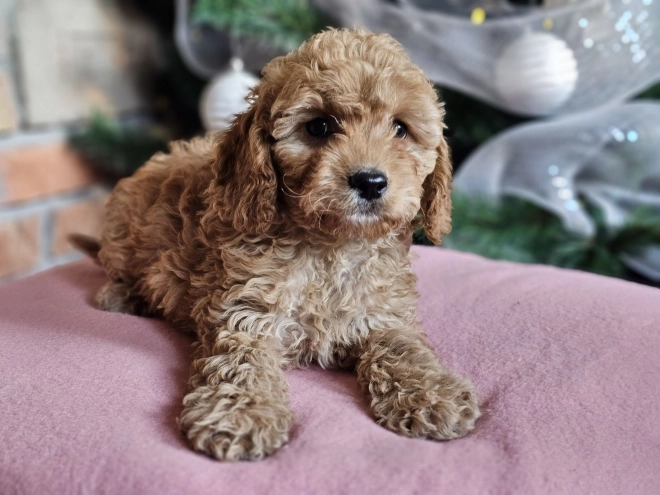 Perros Cavapoo en venta