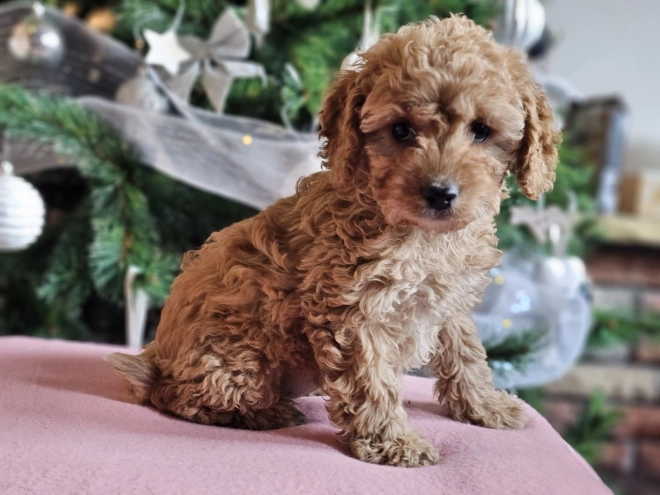 Perros Cavapoo en venta