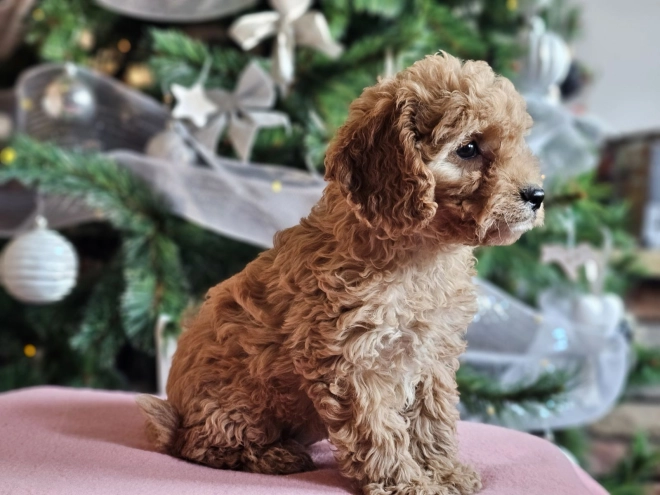 Perros Cavapoo en venta