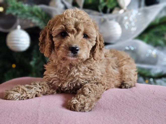 Perros Cavapoo en venta