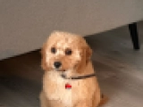 Charmin - F1b - Cavapoo, EuroPuppy review from Deutschland