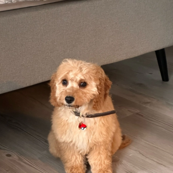Marlo - Cavapoo, EuroPuppy review from Germany