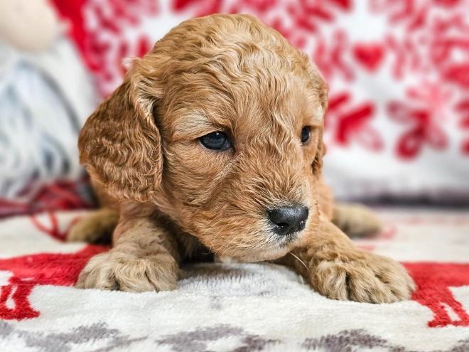 Perros Cavapoo en venta
