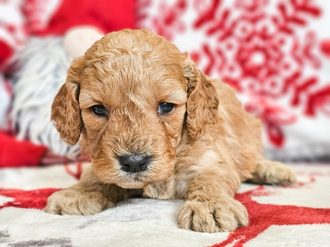 Perros Cavapoo en venta
