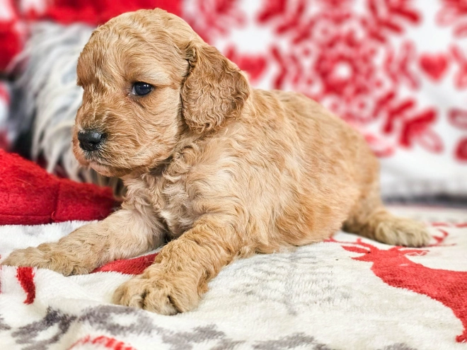 Perros Cavapoo en venta