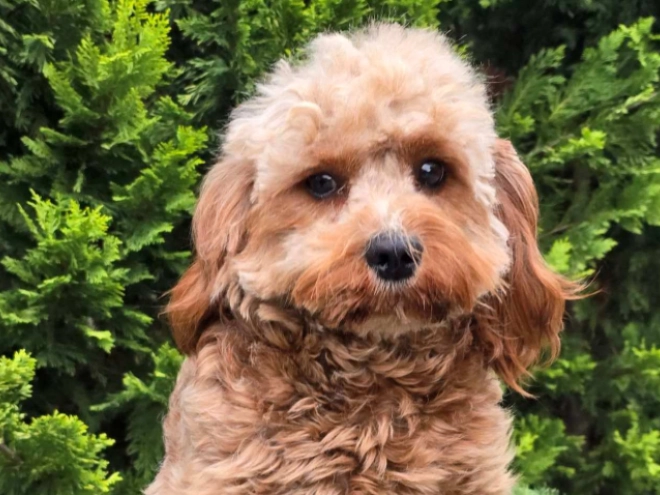 Perros Cavapoo en venta