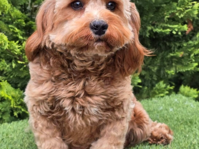 Perros Cavapoo en venta