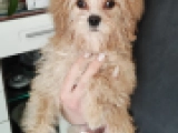 Little Mick - F1 - Cavapoo, EuroPuppy review from Monaco