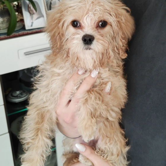Little Mick - F1 - Cavapoo, EuroPuppy review from Monaco