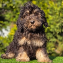 Cavapoo puppy for sale