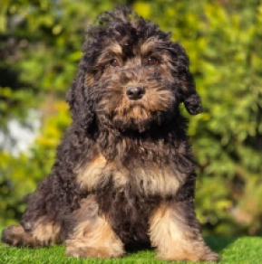 Cavapoo puppy for sale