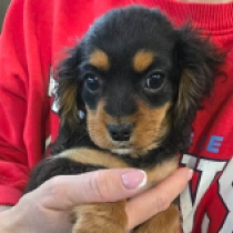 Perros Cavapoo en venta